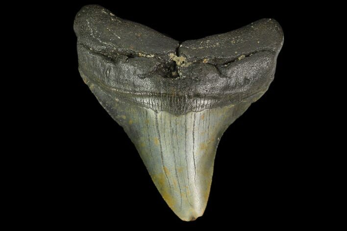 Fossil Megalodon Tooth - North Carolina #131603